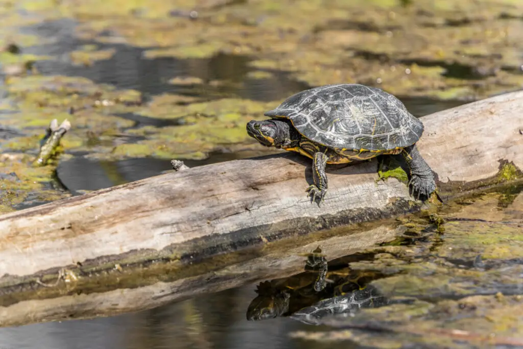Southern Painted Turtle