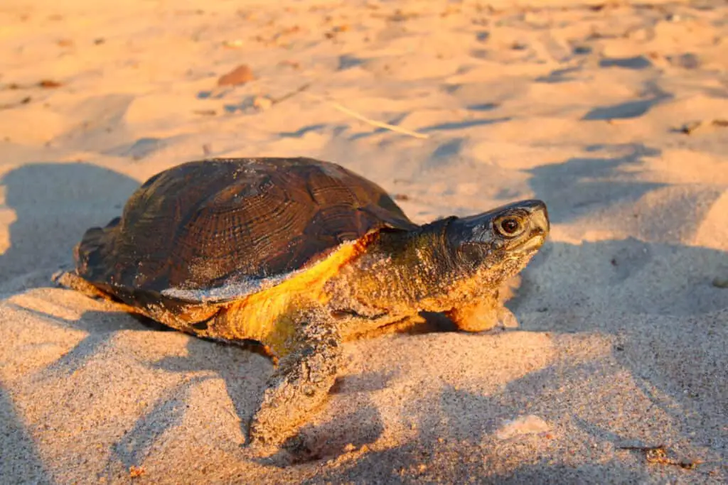 a picture of Wood Turtle (Glyptemys insculpta)