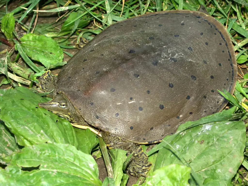 Spiny Softshell Turtle