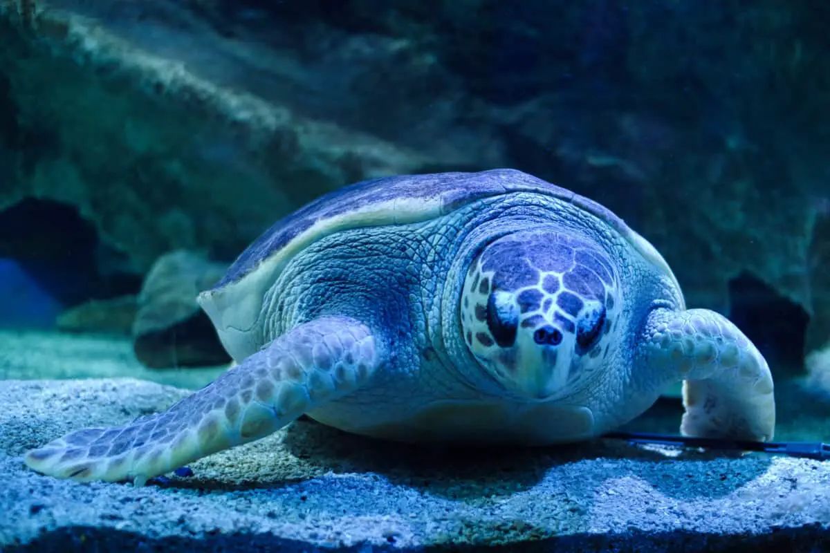 Do Turtles Sleep? (Detailed Guide) Reptiles Time