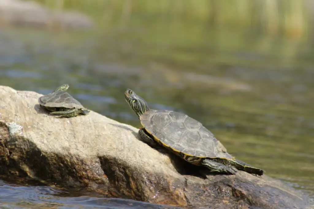 Common Map turtle (Graptemys geographica)