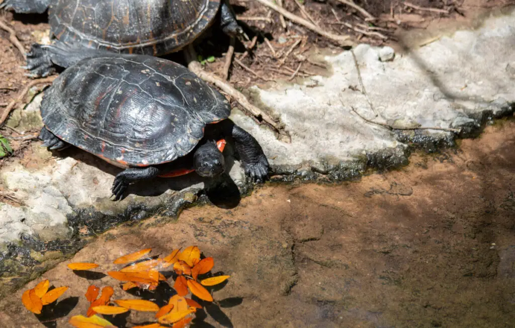 Southern Painted Turtles