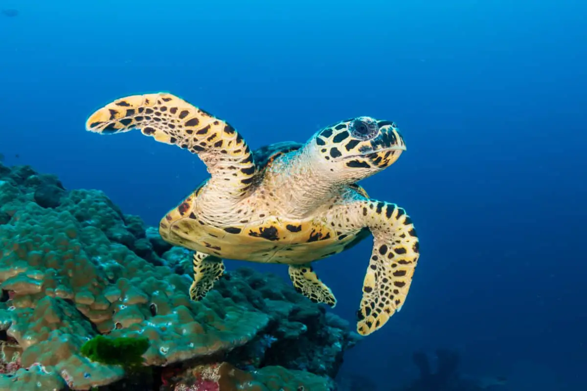 Are Sea Turtles Slow? (Types with Pictures) – Reptiles Time