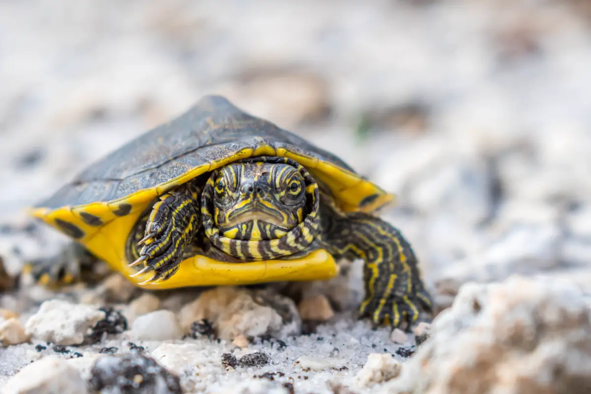 How Much Do Turtles Cost? (Detailed Guide!) – Reptiles Time