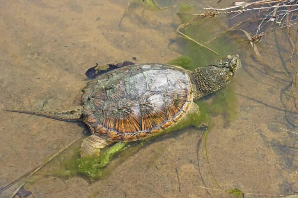 common snapping turtle