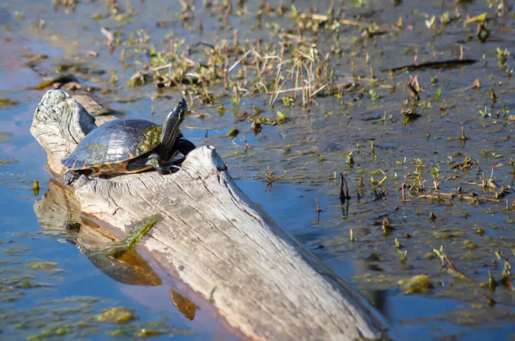 River Cooter Turtle