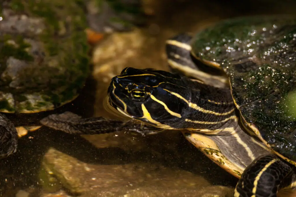 Suwannee Cooter Turtle