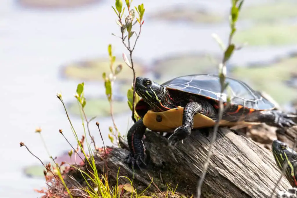 A picture of  Eastern Painted turtle (Chrysemys picta)