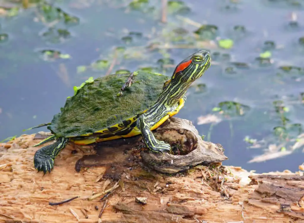 Picture of red eared slider turtle