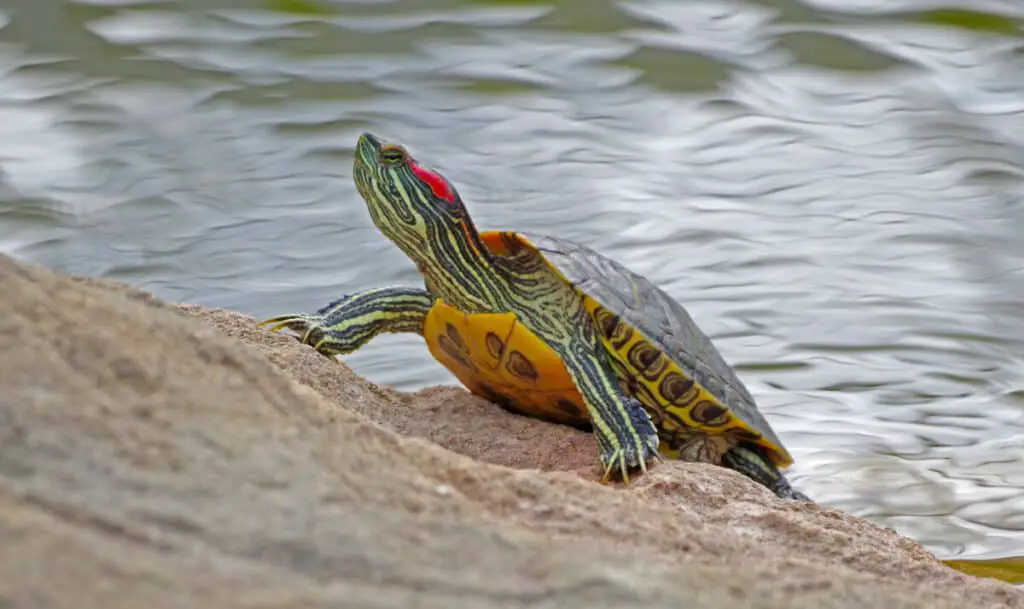 Photo of red eared slider turtle