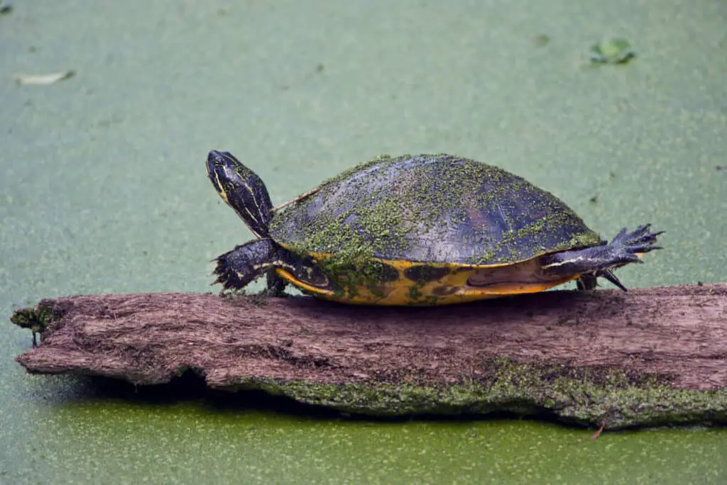 Florida Redbelly Turtle