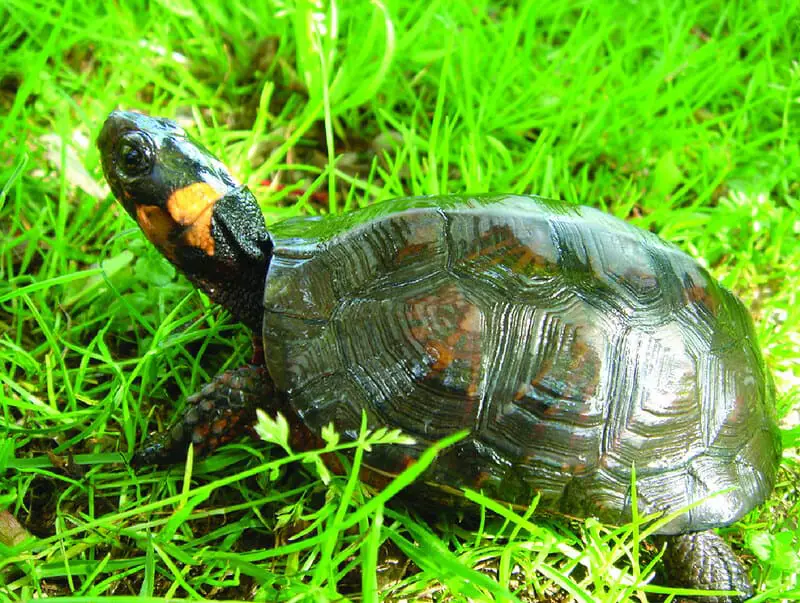 picture of Bog Turtle (Glyptemys muhlenbergii)