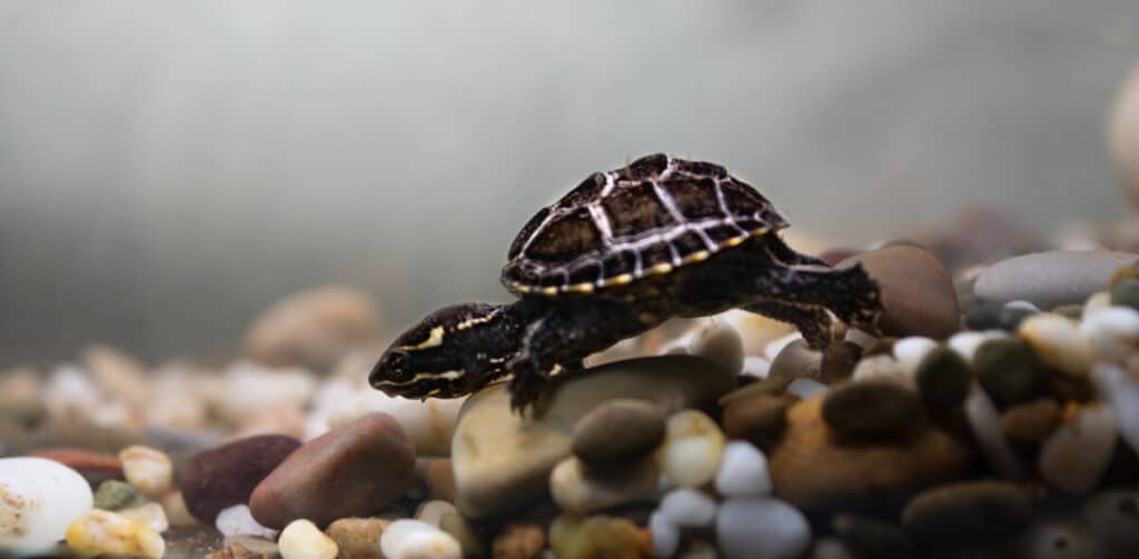 Common musk turtle  (Sternotherus odoratus)