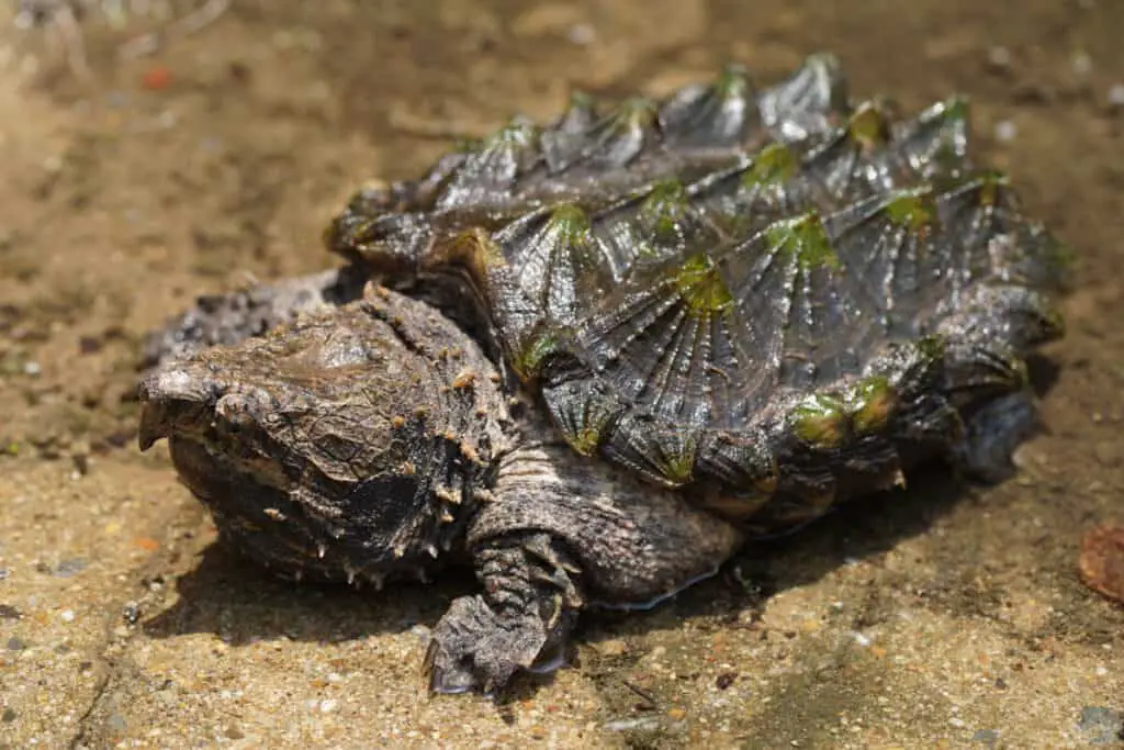 Alligator Snapping Turtle