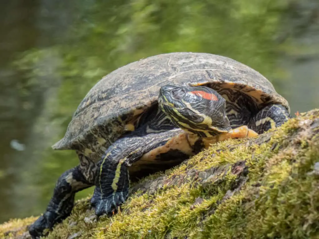 a picture of Red Eared Slider Turtle