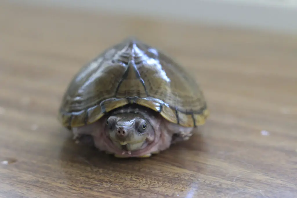 A picture of Razorback Musk Turtle