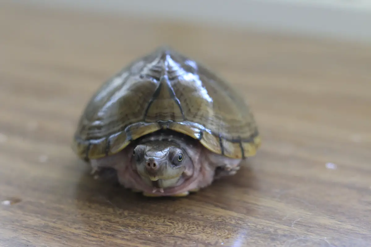 Turtles In Oklahoma (17 Species Guide) – Reptiles Time