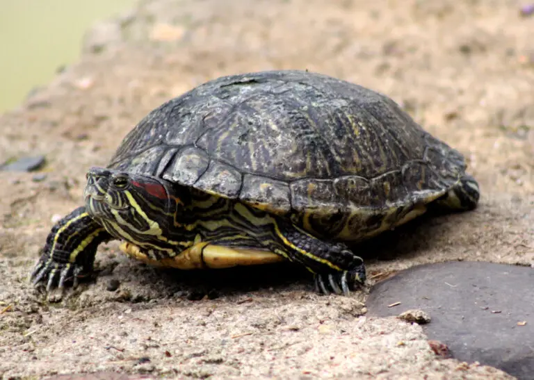 Turtles Shell (All Questions Answered) – Reptiles Time