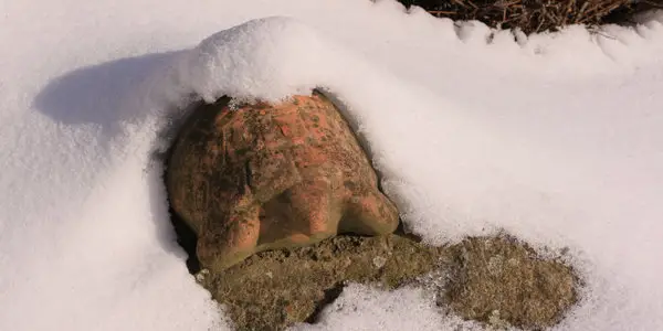 picture of turtle in the snow