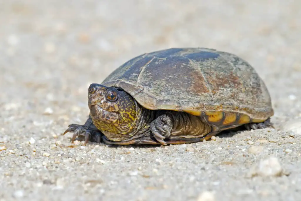 Eastern mud turtle (Kinosternon subrubrum)