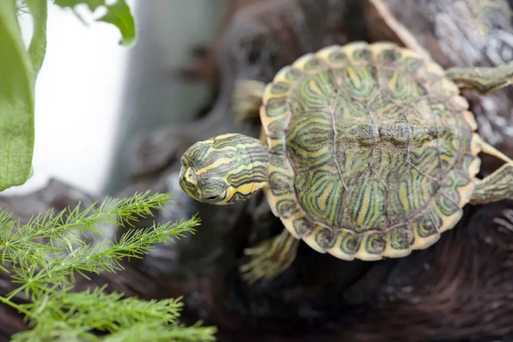 False Map Turtle