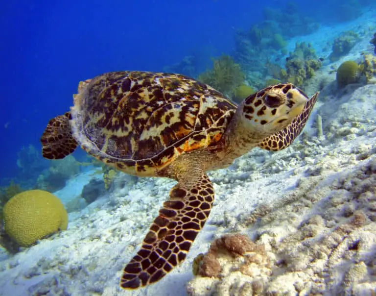 Turtle Shell Vision Turtle Eyes (Full Guide To Turtles Vision) – Reptiles Time