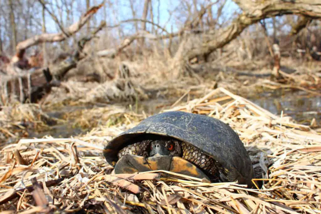 Blanding’s Turtle  (Emydoidea blandingii) 