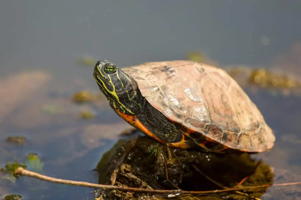 Northern Redbelly Cooter turtle, Pseudemys rubriventris.