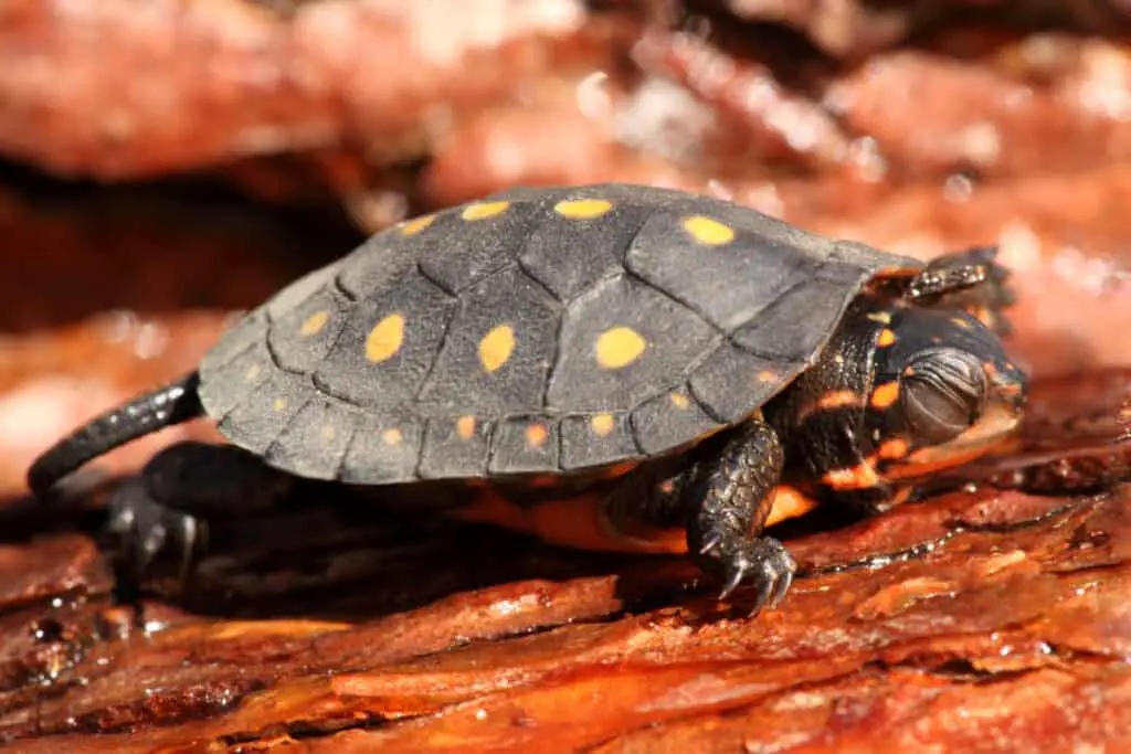 A picture of Spotted Turtle (Clemmys guttata)