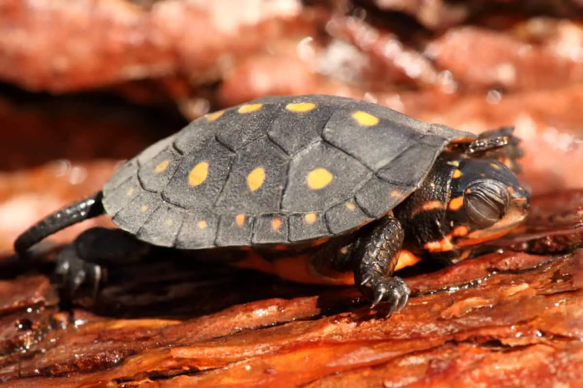 Turtles In Pennsylvania (12 Species with Pictures) – Reptiles Time