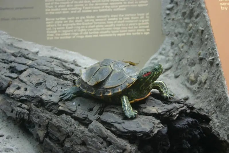 picture of turtle shedding