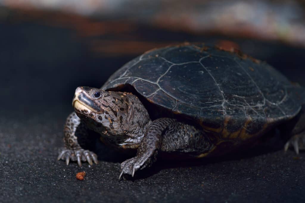 Diamond-Backed Terrapin