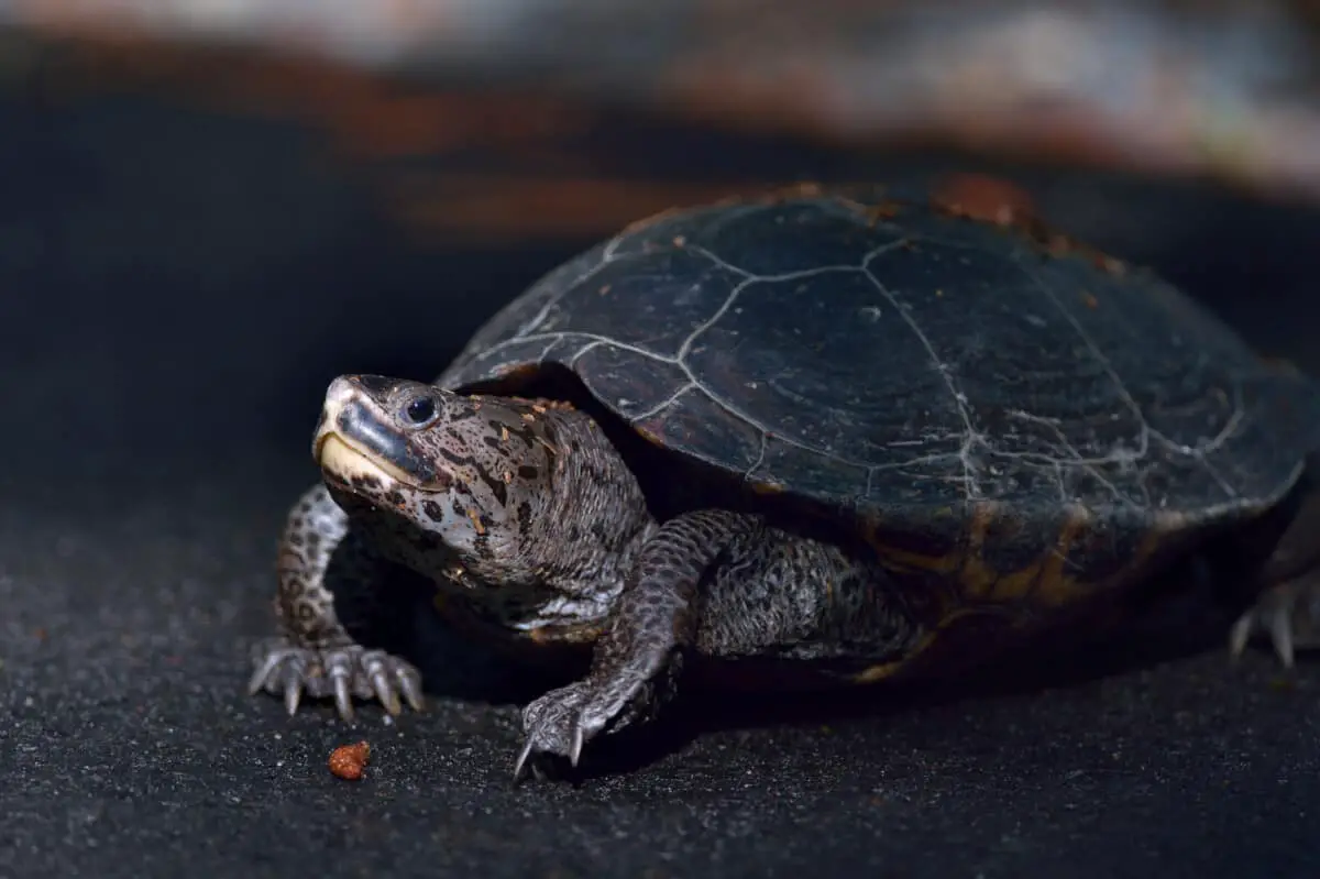 Turtles In Maryland (Full Guide With Pictures) – Reptiles Time