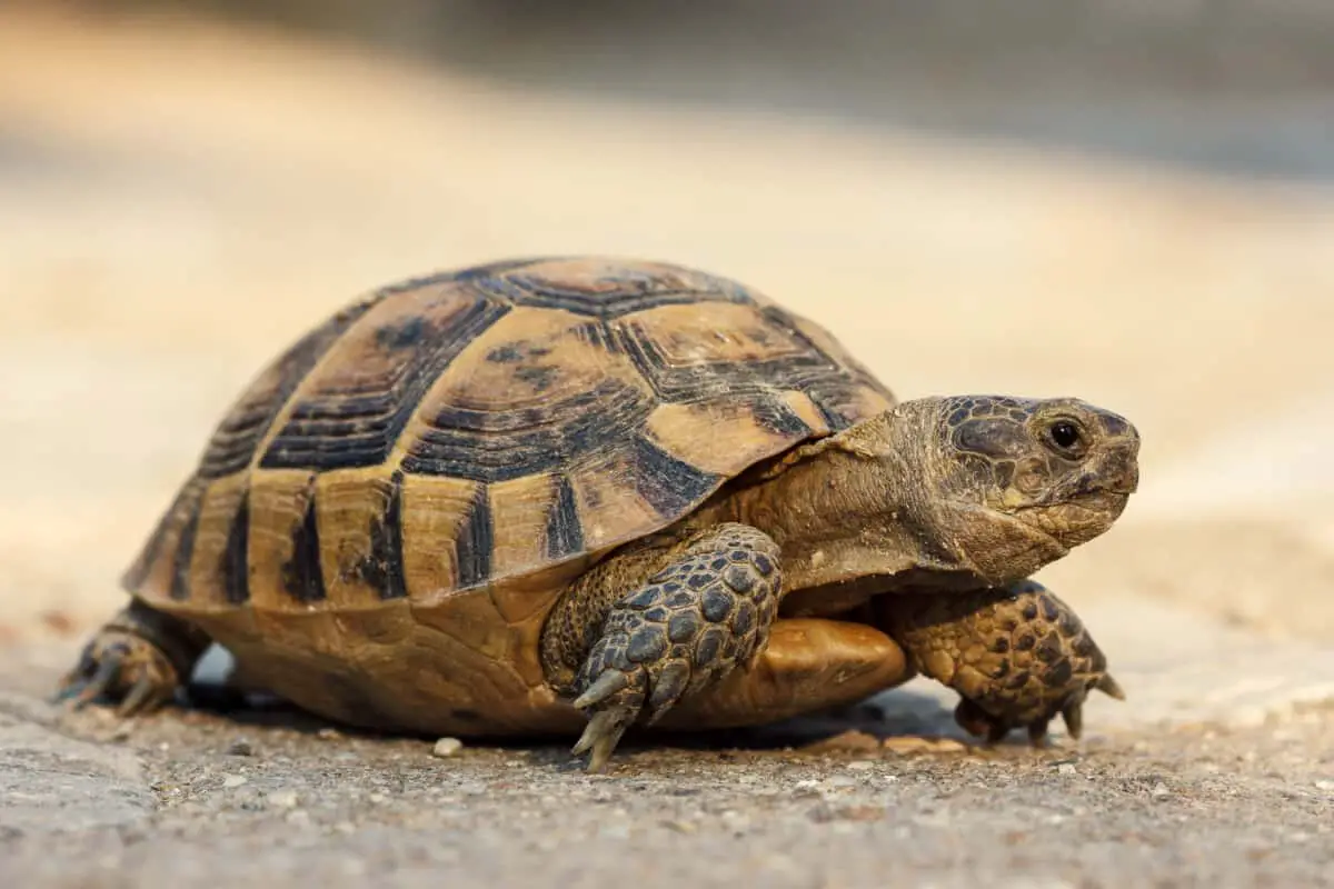 Do Turtles Smell? (And How To Prevent It) – Reptiles Time