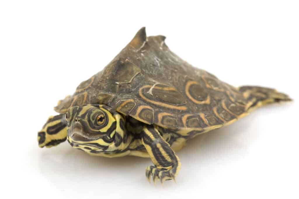 a picture of Barbour’s Map Turtle