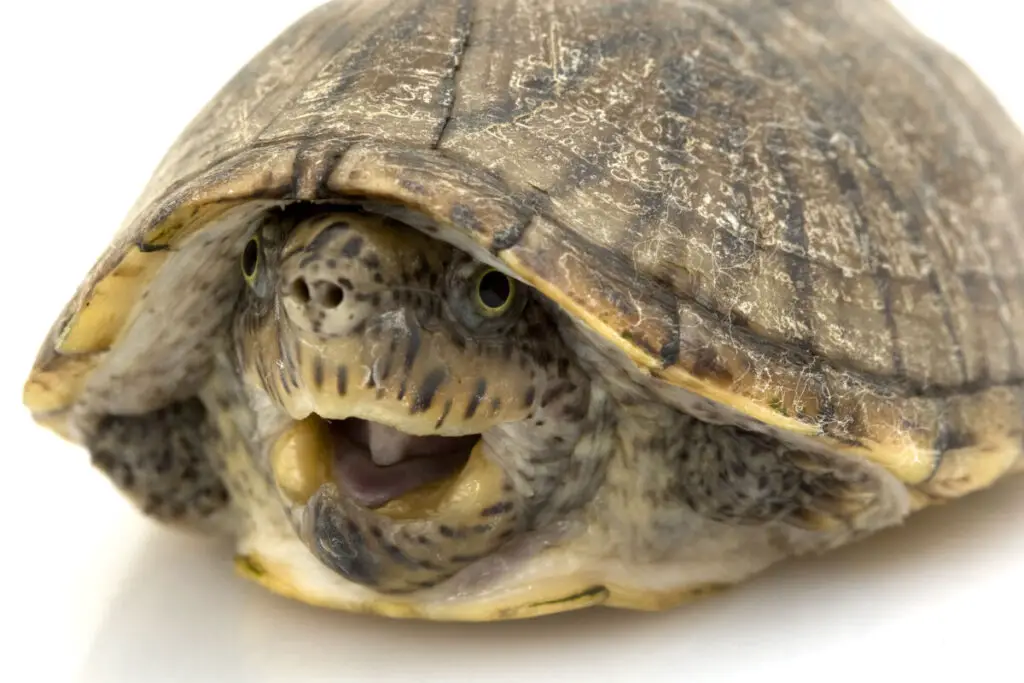 Photo of Loggerhead Musk Turtle