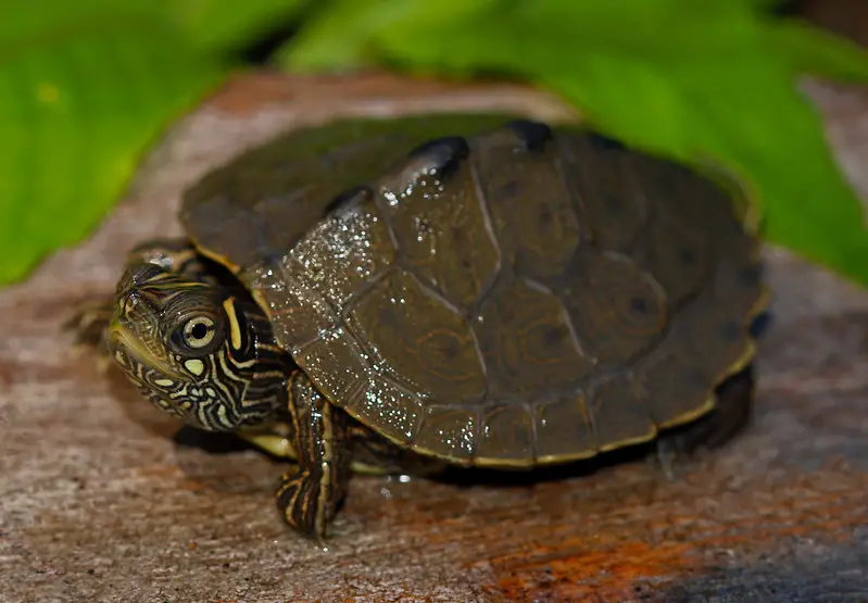  Ouachita Map Turtles