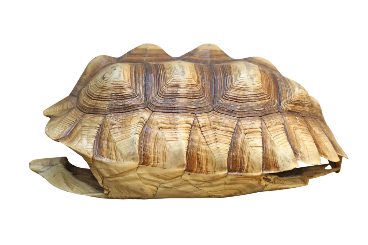 how-to-clean-a-turtle-shell-beginner-s-guide-reptiles-time