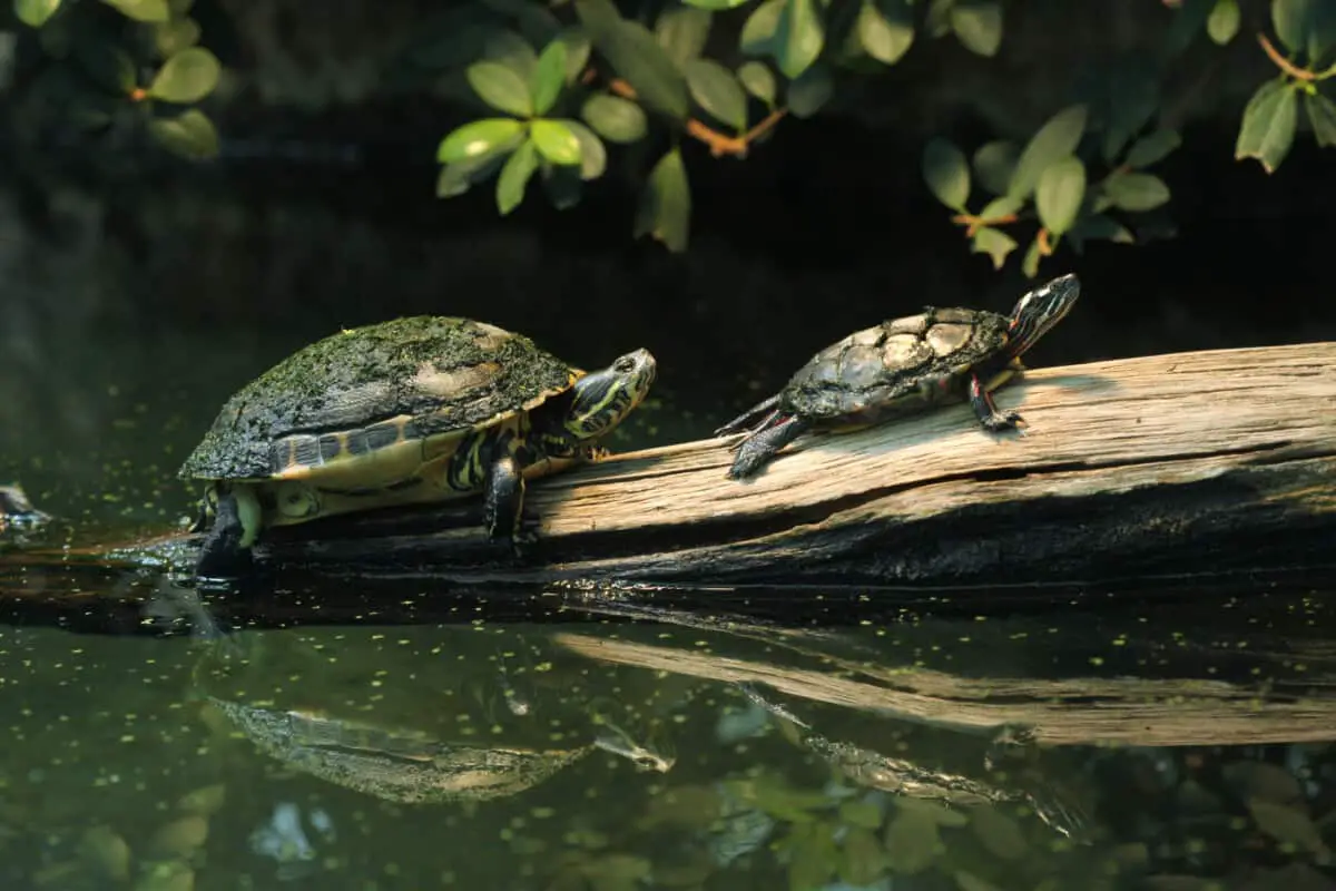 Kentucky Native Turtles (17 Species With Pictures) – Reptiles Time