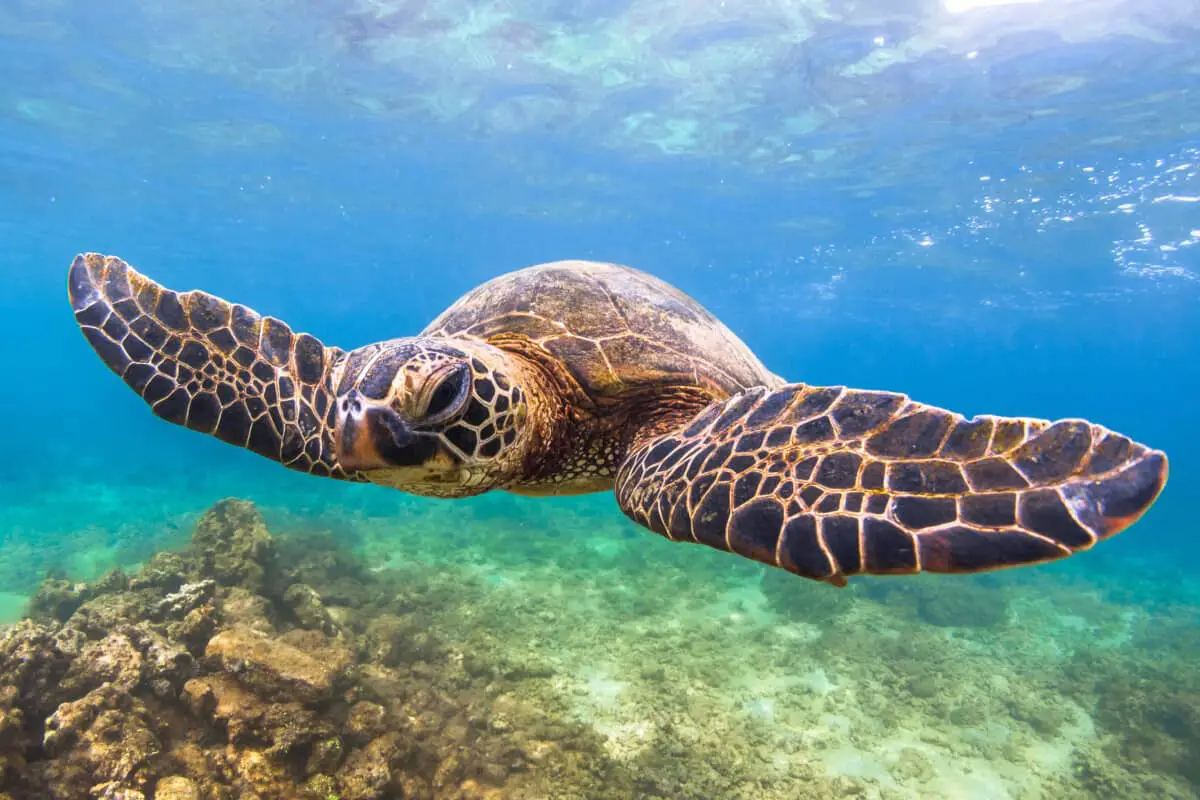 Are Sea Turtles Slow? (Types with Pictures) – Reptiles Time