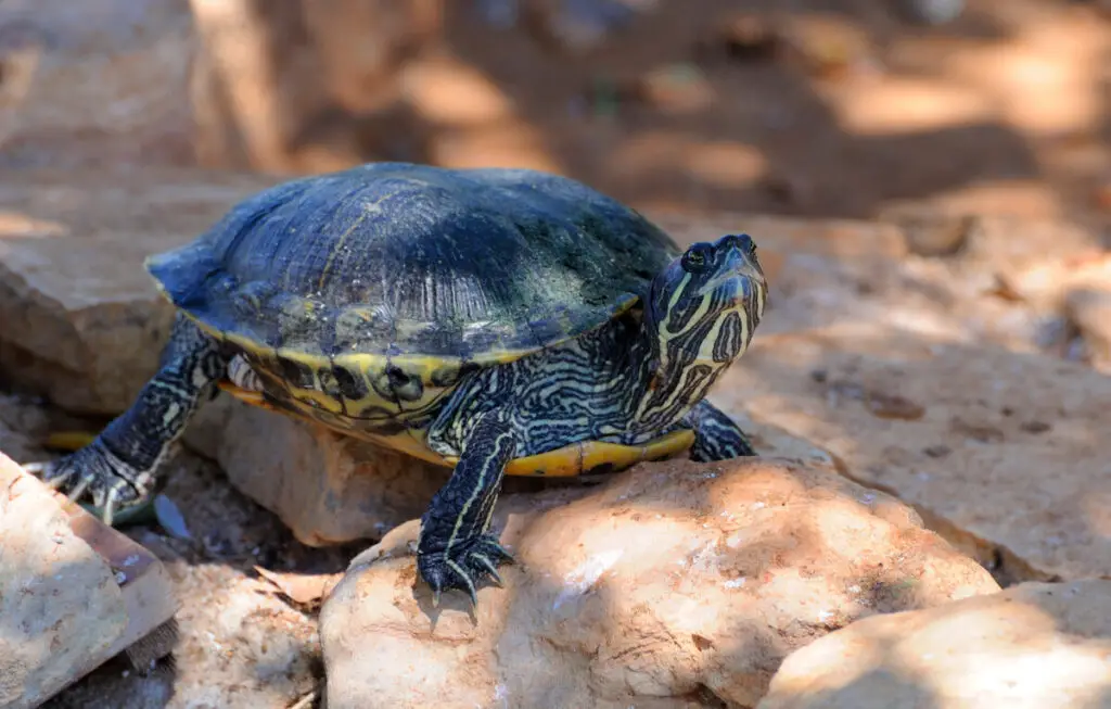 Coastal Plain Cooter