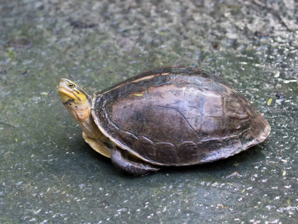 A picture of Chicken Turtle