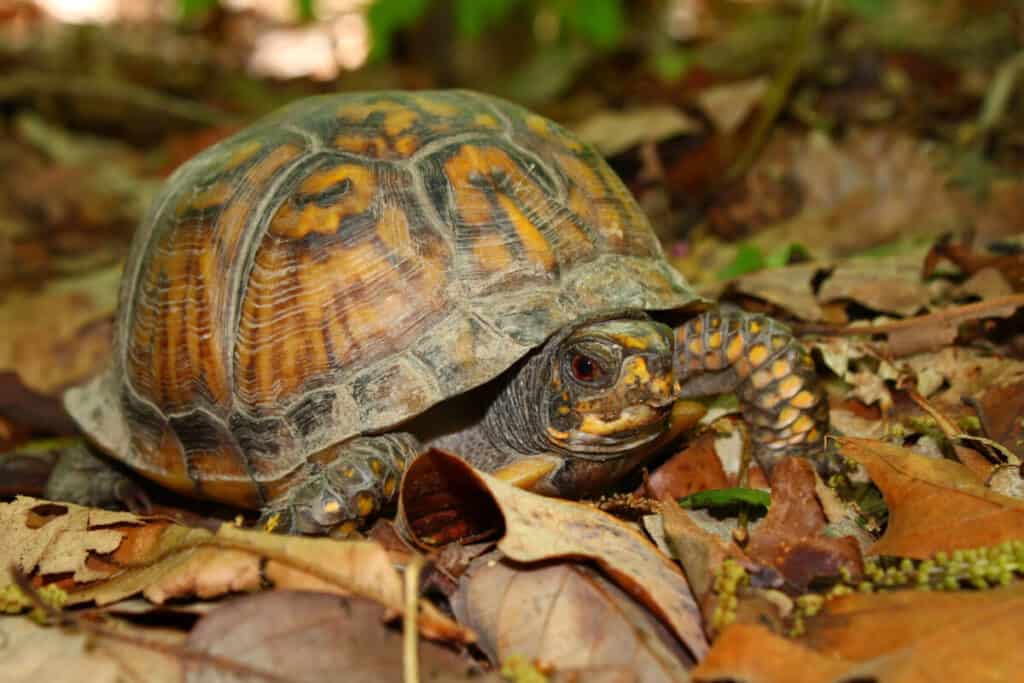 photo of Eastern Box Turtle  (Terrapene carolina)