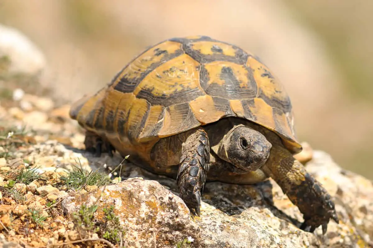 How Fast Can a Turtle Run? (Detailed Guide) – Reptiles Time