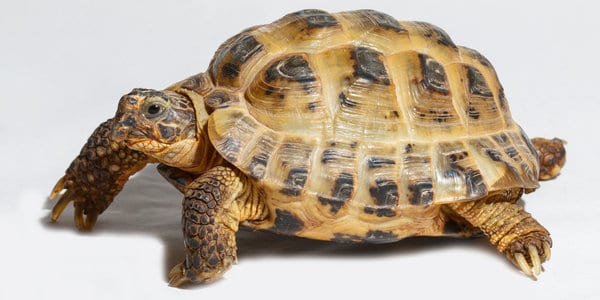  Turtle Testudo horsfieldii