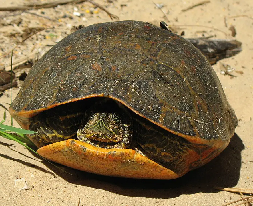 Alabama Red-Bellied Cooter