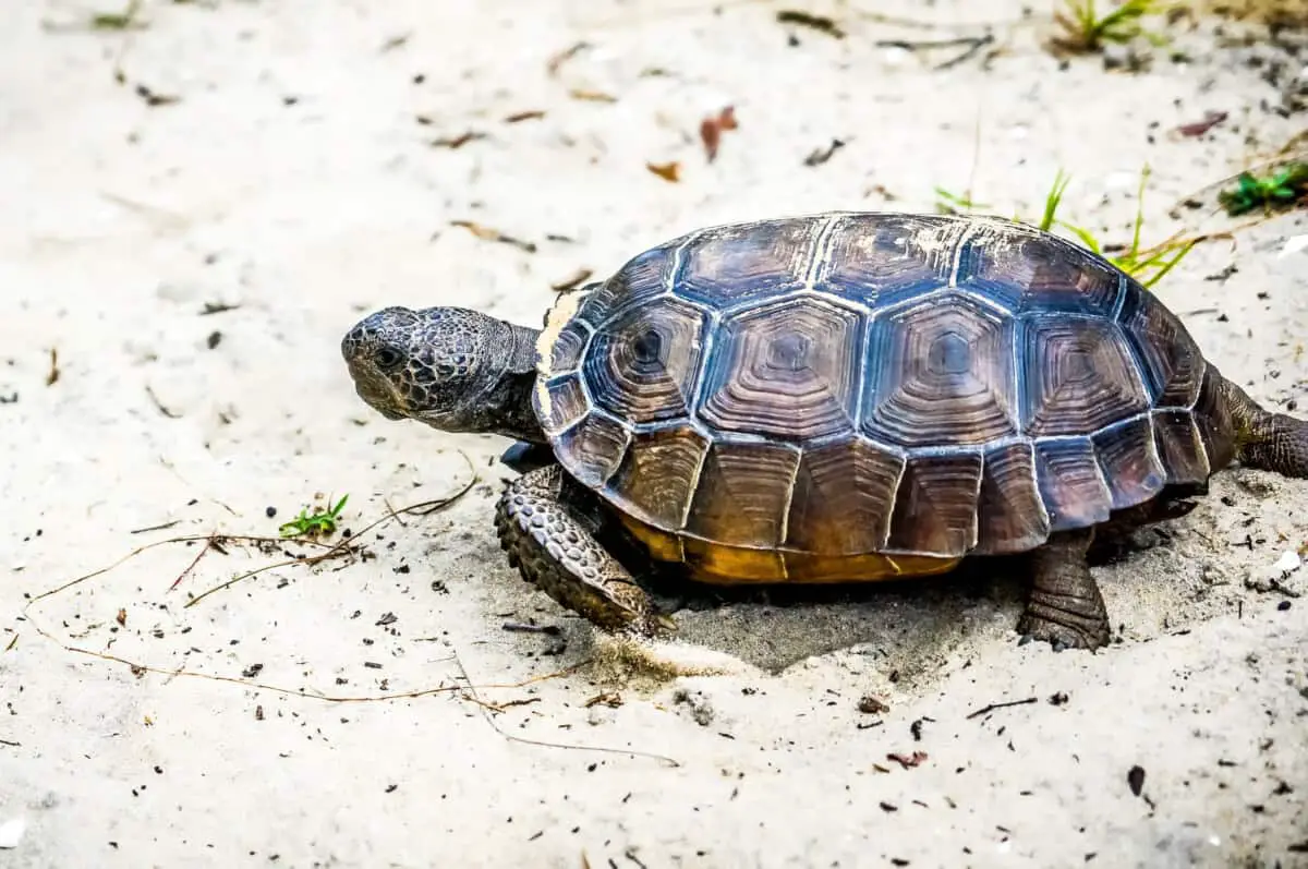 Can Tortoises Swim? (Full Detailed Guide) – Reptiles Time