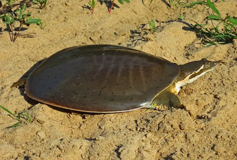 Midland smooth softshell (Apalone mutica)