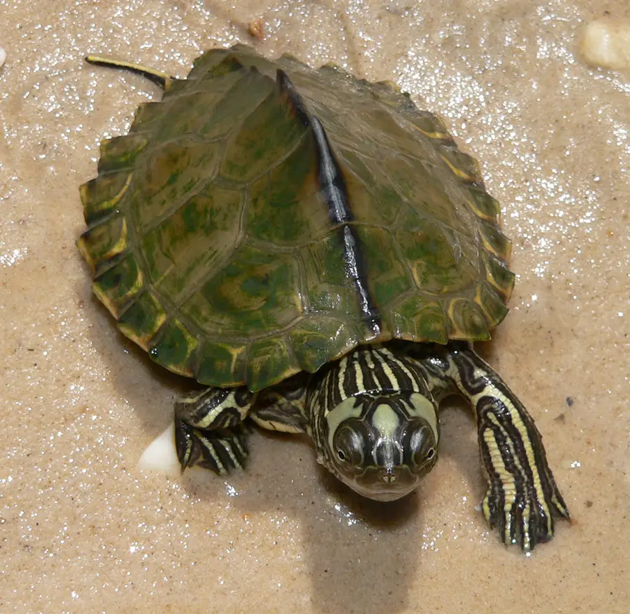 a picture of Escambia Map Turtle