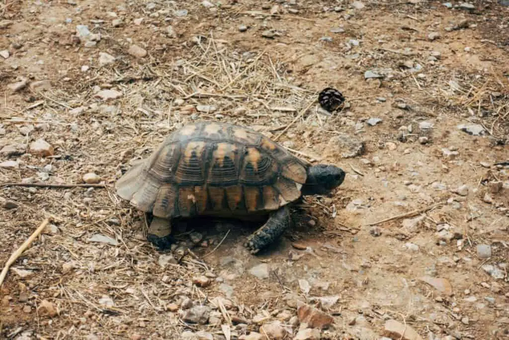 photo of a turtle